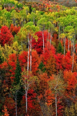 Idaho Autumn