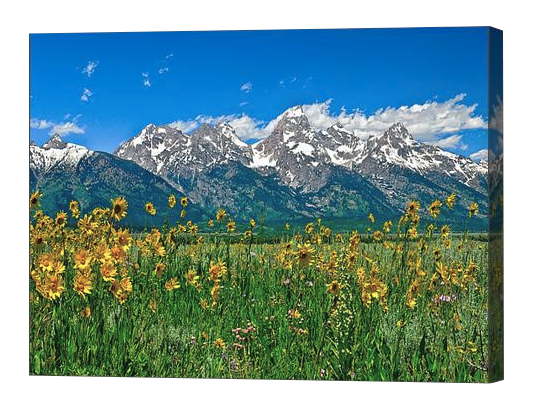 Tetons Peaks and Flowers Canvas Print