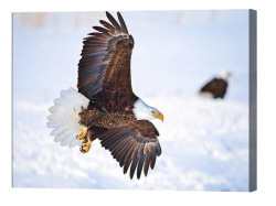 Bald Eagle Landing Canvas Print