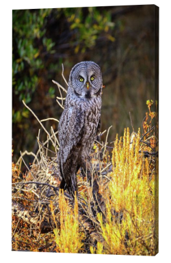 Grea Grey Owl Canvas Print