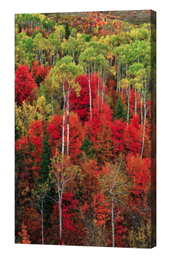 Idaho Autumn Canvas Print