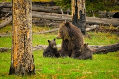 Grizzly Family Gathering
