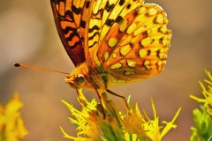 Backcountry Butterfly