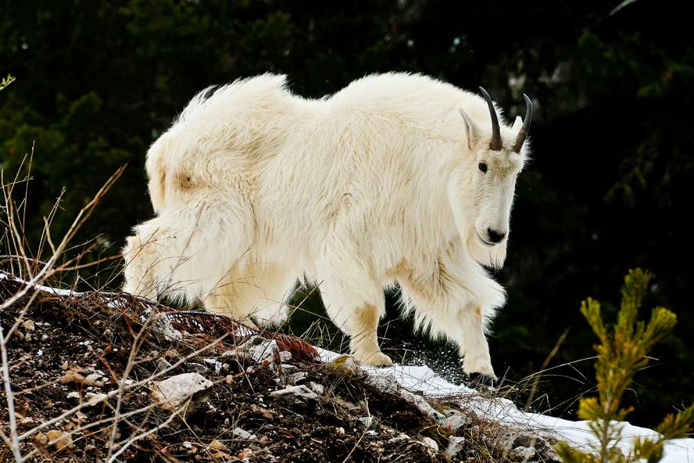 Majestic Mountain Goat
