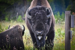 Angry Bison