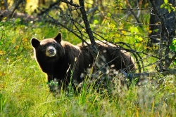 Inquisitive Bear