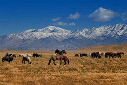 Onaqui Wild Horses