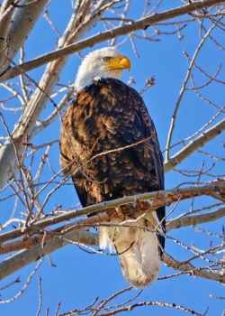 Majestic Bald Eagle