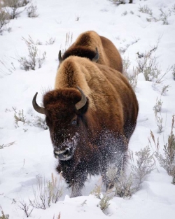 Yellowstone Winter Run