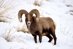 Bighorn Breakfast