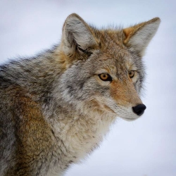 Coyote Portrait