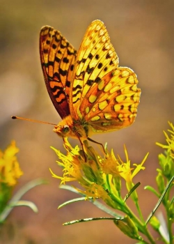 Backcountry Butterfly