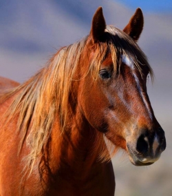 Wild Mare Portrait