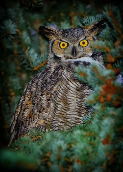 Owl Eyes