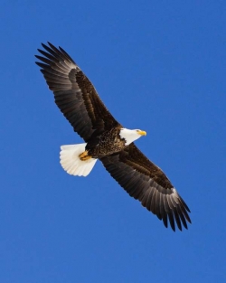 Soaring Bald Eagle