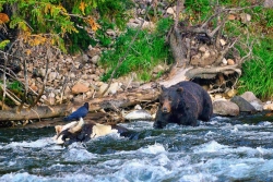 The Raven and the Bear