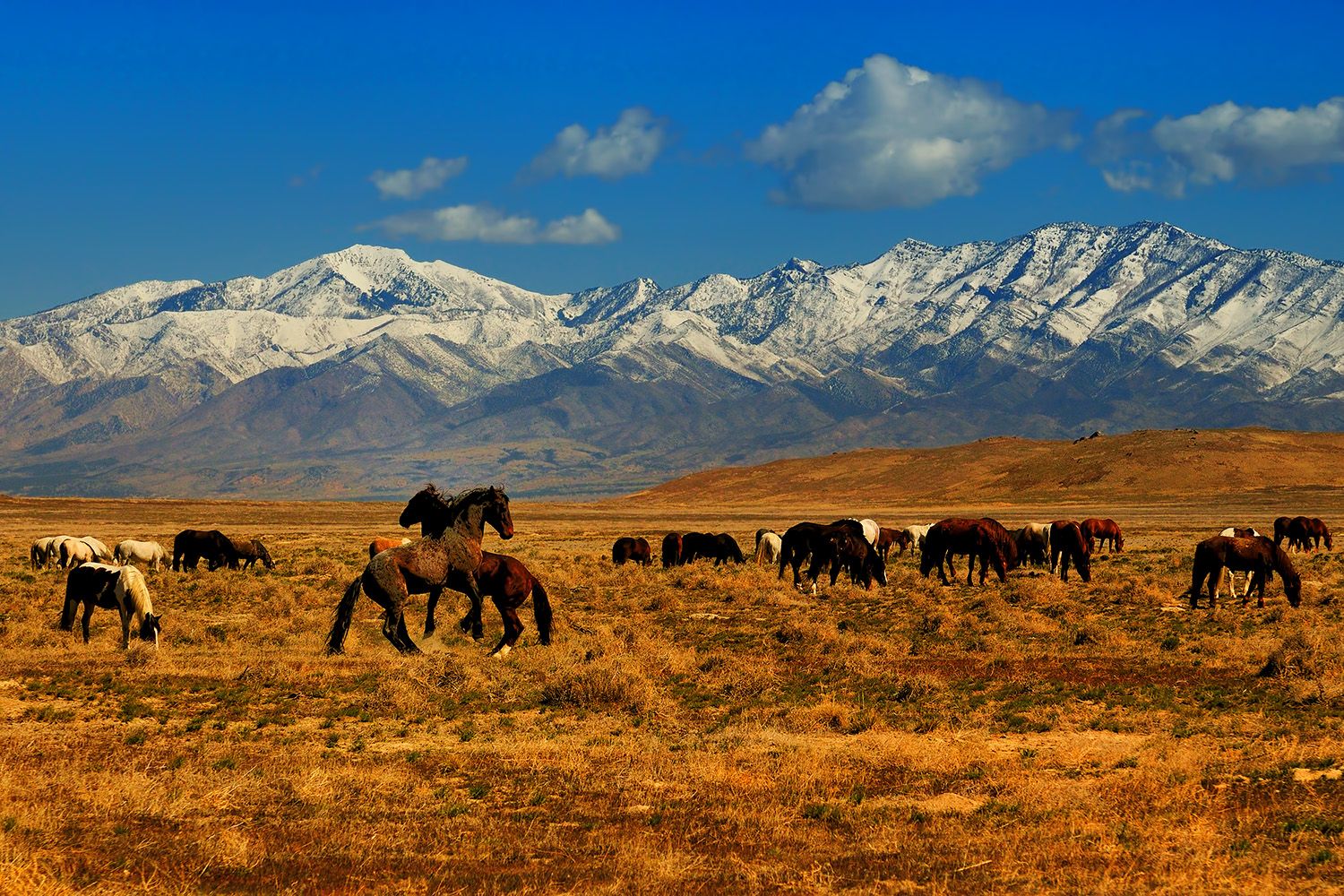 Onaqui wild horses in western Utah