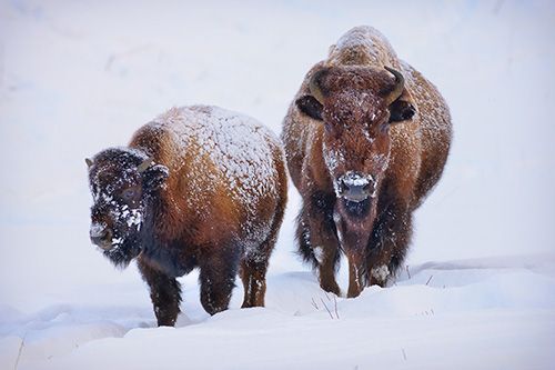 Bison Mother and Calf