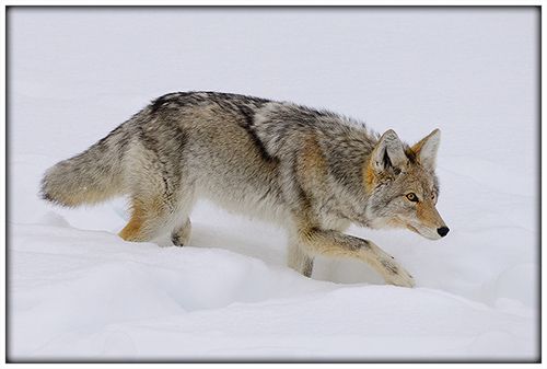 Coyote slinking through the snow